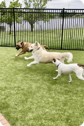 Dog Image 2